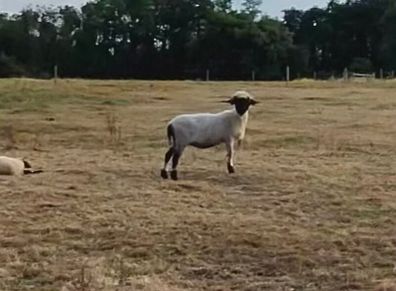 Valais black nose