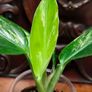 Monstera Standleyana Aurea Variegated Image 5