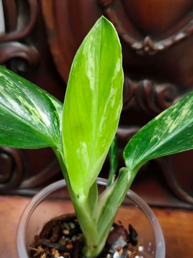 Monstera Standleyana Aurea Variegated