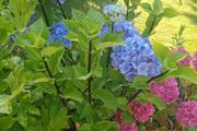 XL hydrangea