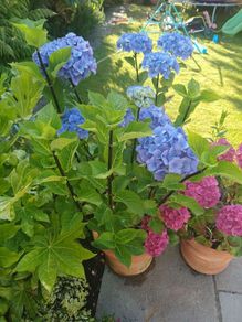 XL hydrangea