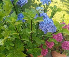 XL hydrangea