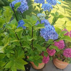 XL hydrangea