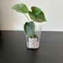 Alocasia silver dragon pups for sale Image 6