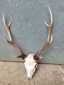 sika antlers