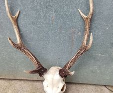 sika antlers