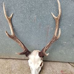 sika antlers