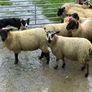 Suffolk ewe lambs Image 3