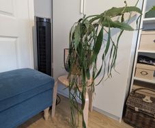 plant