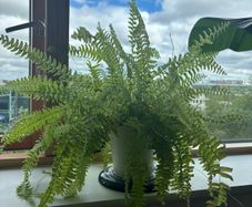 Large Fern, Healthy & Full, Indoor Plant
