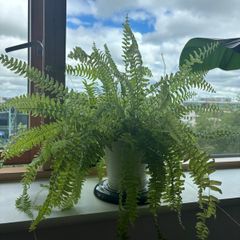 Large Fern, Healthy & Full, Indoor Plant