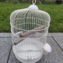 cage Image 2