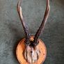 Vintage taxidermy Image 9