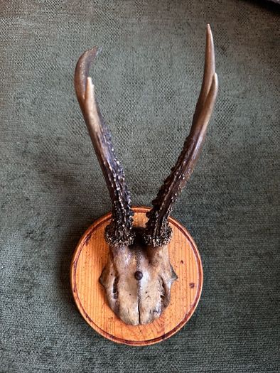 Vintage taxidermy