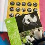 Story of Giant Panda a book full of facts and pictures Image 3