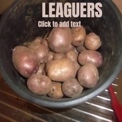 Seed Potatoes