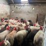 50 super ewe lambs Image 6