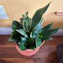 indoor planter Image 2