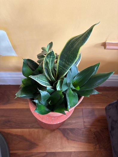 indoor planter