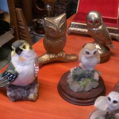 Owl collection