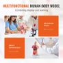 Human Body Model15 Parts 11 inch, Human Torso Anatomy Model Anatomical Skeleton Model with Removable Organs, Educational Teaching Tool for Students Science Learning School Education Display Image 3