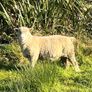 Dorset Ram Image 3