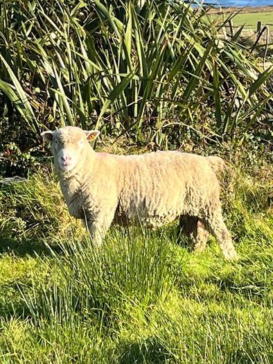 Dorset Ram