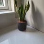 Sansevieria Laurentii planter Image 4
