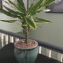 Dracaena Image 2
