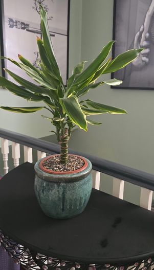 Dracaena
