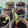 Vegetable plants Image 4