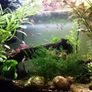 fish Image 9
