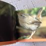 British Birds. Identification Guides.  Book Image 6