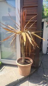 Palm Tree