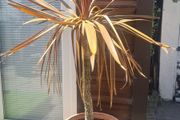 Palm Tree