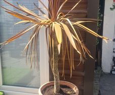 Palm Tree