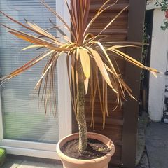 Palm Tree