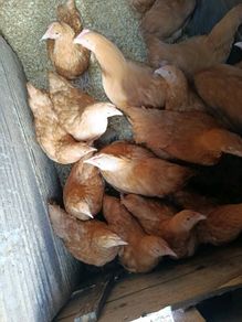 Pullets