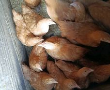 Pullets