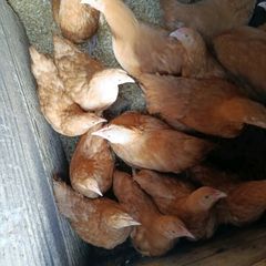 Pullets