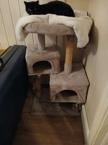 free cat tree
