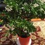 Crassula (Money Tree), 16 years old Image 5