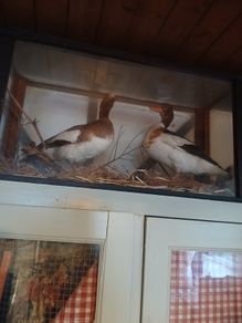 Taxidermy