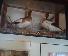 Taxidermy