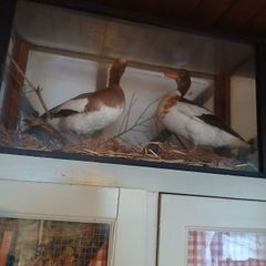 Taxidermy