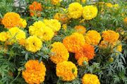 Marigold Seeds