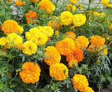 Marigold Seeds