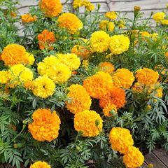 Marigold Seeds