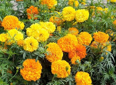 Marigold Seeds
