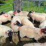 Ram lambs Image 6